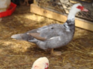 Muscovy Duck