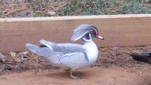 Silver Wood Duck